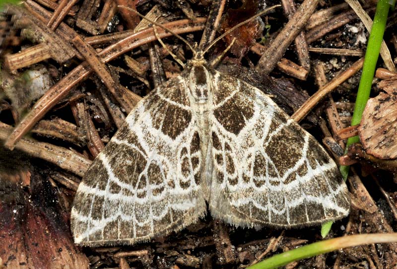Geometridae - Eustroma reticulata